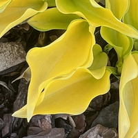 Hosta 'Cracker Crumbs'